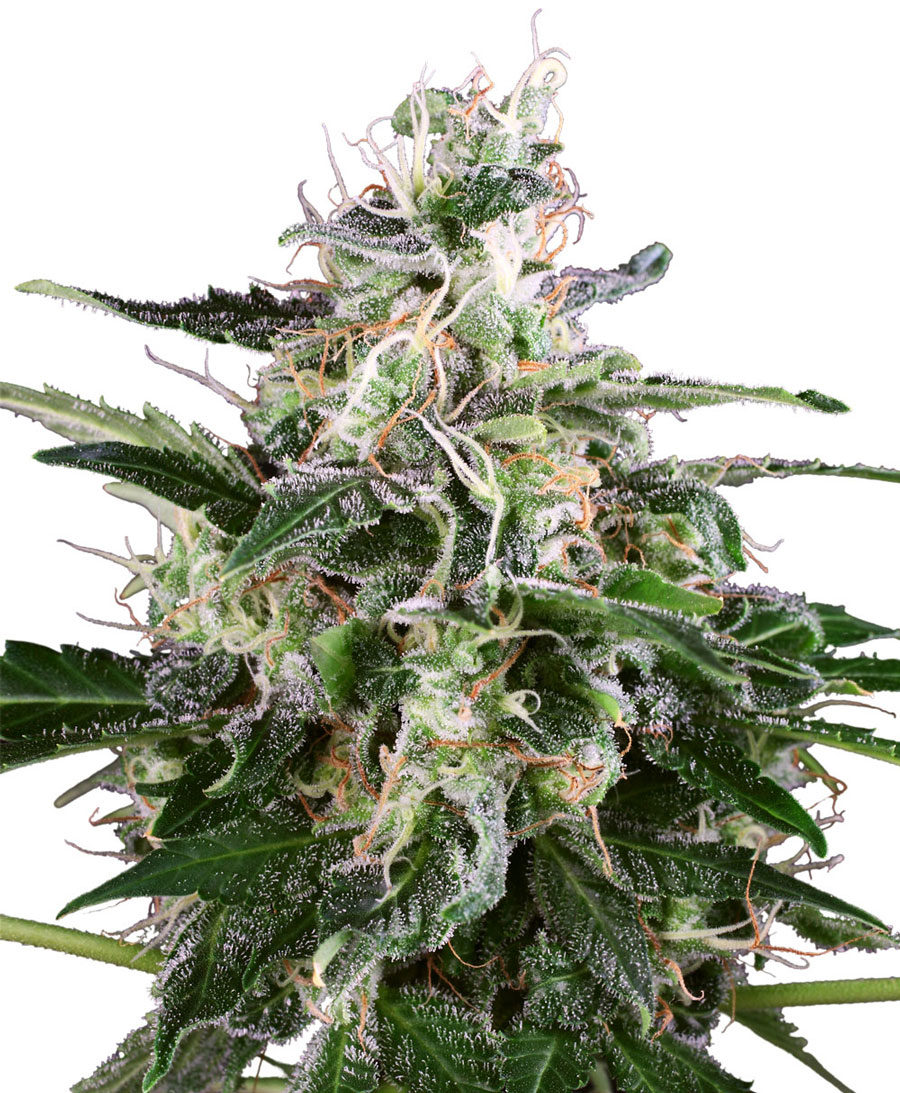 Buy White Skunk Automatic seeds online – Sensi Seeds UK