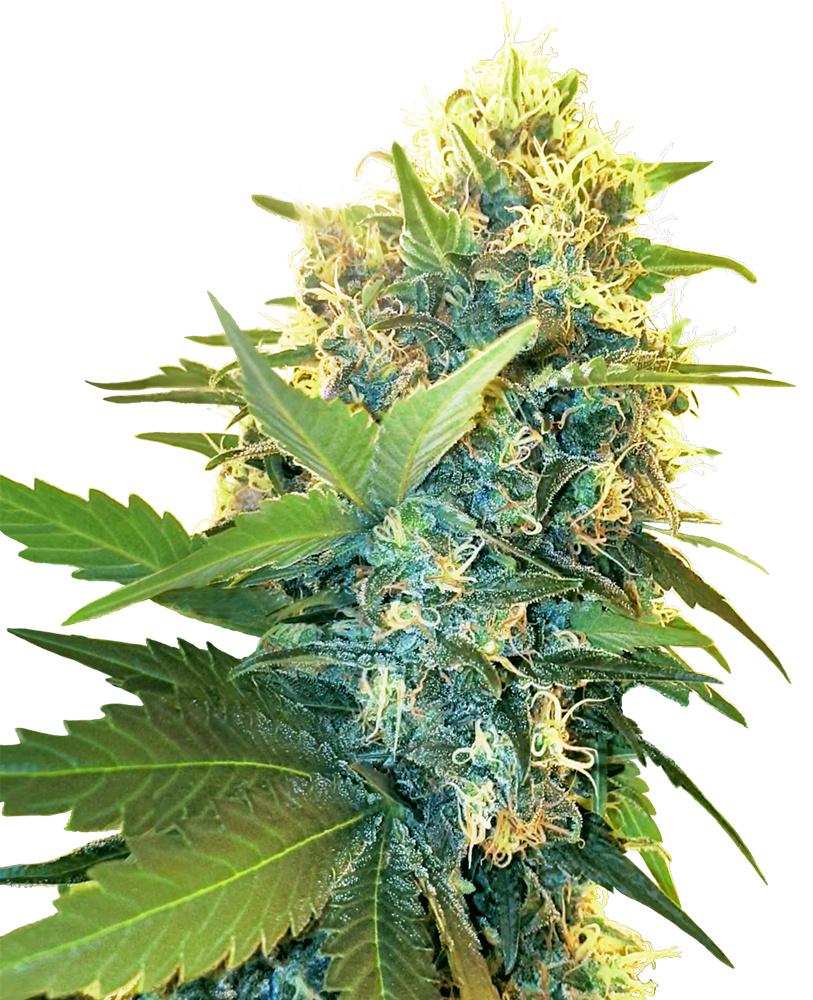 Double Kush Cake Feminized Seeds – Sensi Seeds UK