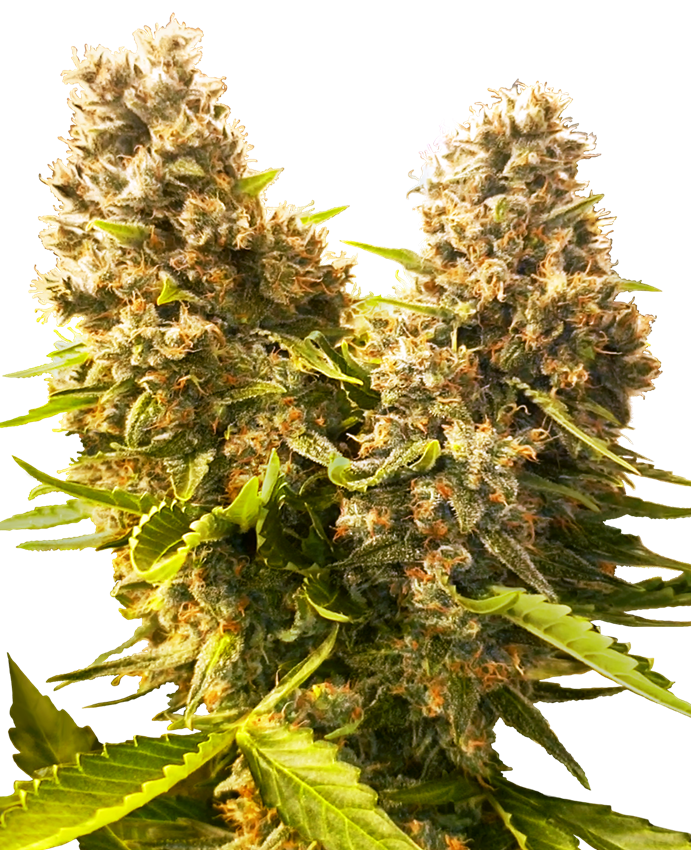 Frequently asked questions, excellent Banana Kush pot strain