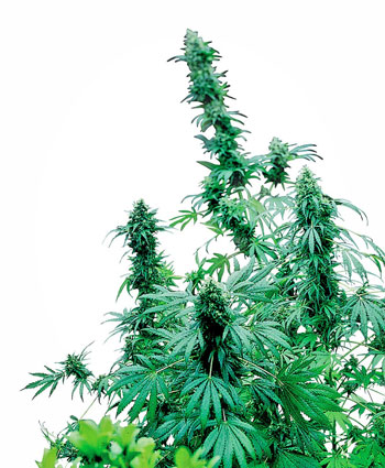 Compra semillas de Early Skunk® - Sensi Seeds