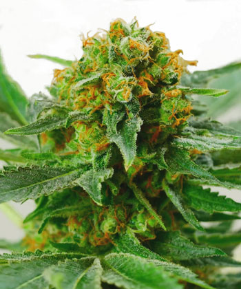 Compra semillas de Jack Herer® - Sensi Seeds