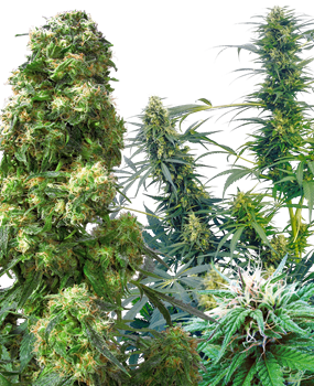 10 Datos Interesantes sobre las Semillas de Cannabis - Sensi Seeds