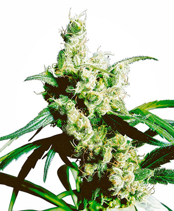 Compra online semillas de Silver Haze®
