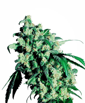 Compra semillas de Super Skunk® - Sensi Seeds