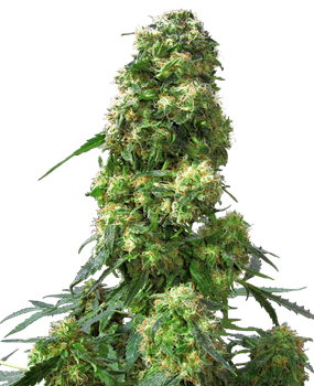 Cuál es la diferencia entre los clones y las semillas de cannabis? -  Essence Cannabis Dispensary