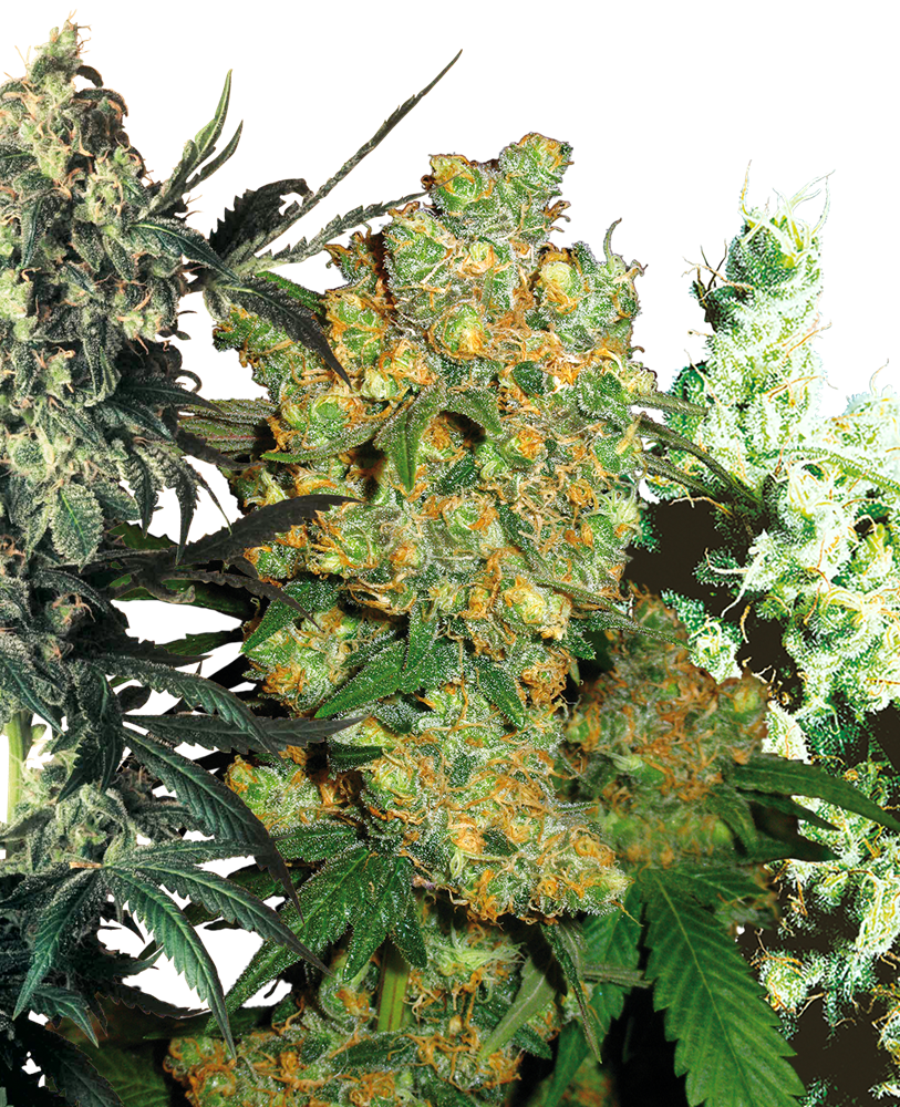 Cómo Cosechar las Plantas de Cannabis - Sensi Seeds