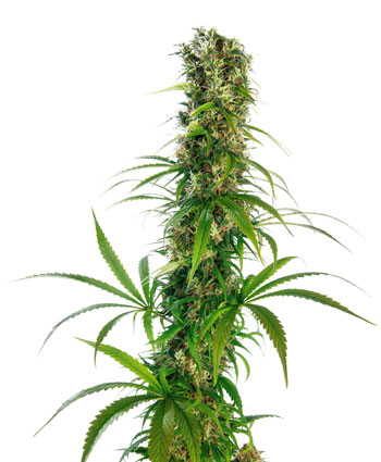 Compra semillas de marihuana Michka® Feminizada - Sensi Seeds