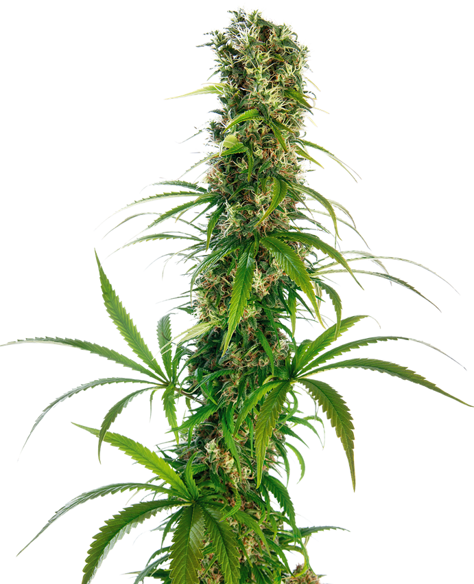 Cómo Cosechar las Plantas de Cannabis - Sensi Seeds