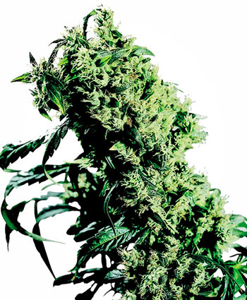 Compra Northern Lights #5 x Haze feminizada®