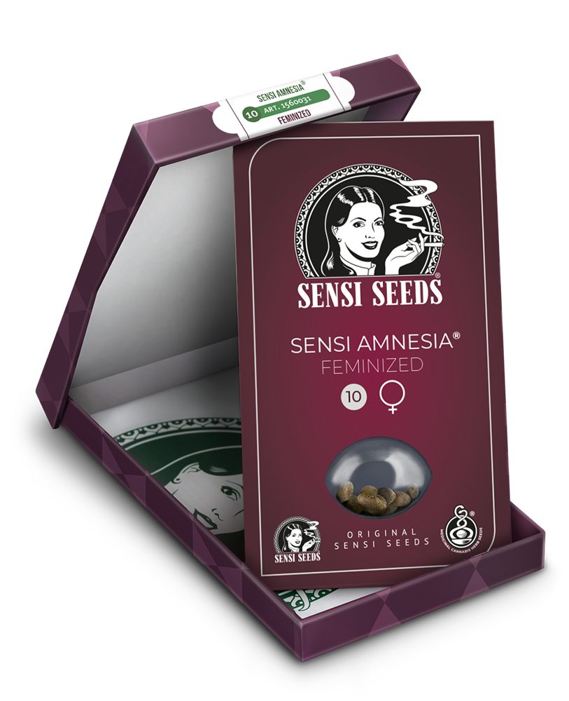 Sensi Amnesia XXL Auto semillas autoflorecientes, Sensi Seeds