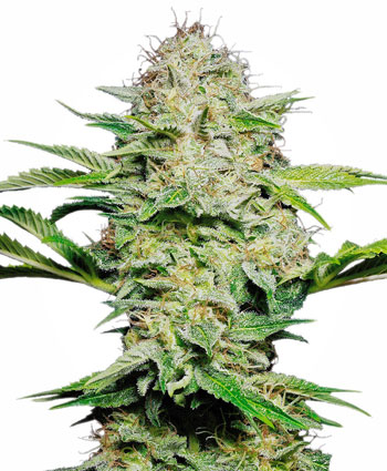 Compra online semillas Sensi Skunk Automatic