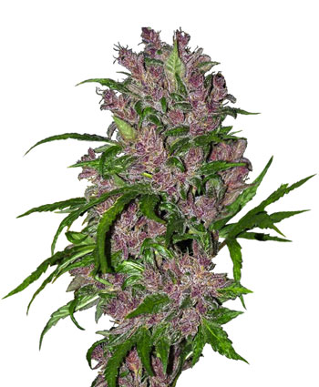 Compra semillas Purple Bud Automatic online - Sensi Seeds