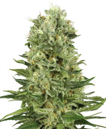 Compra online semillas de Skunk #1 Automatic