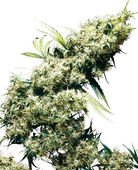 Quelle est la différence entre les graines de cannabis d'intérieur et  d'extérieur ? - Sensi Seeds