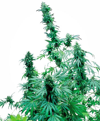 Achetez des graines de Early Skunk® Féminisées