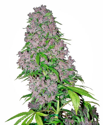Achetez des graines de Purple Bud Féminisée