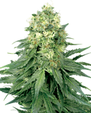 Sativa graines