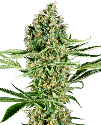 Critical Runtz Feminized