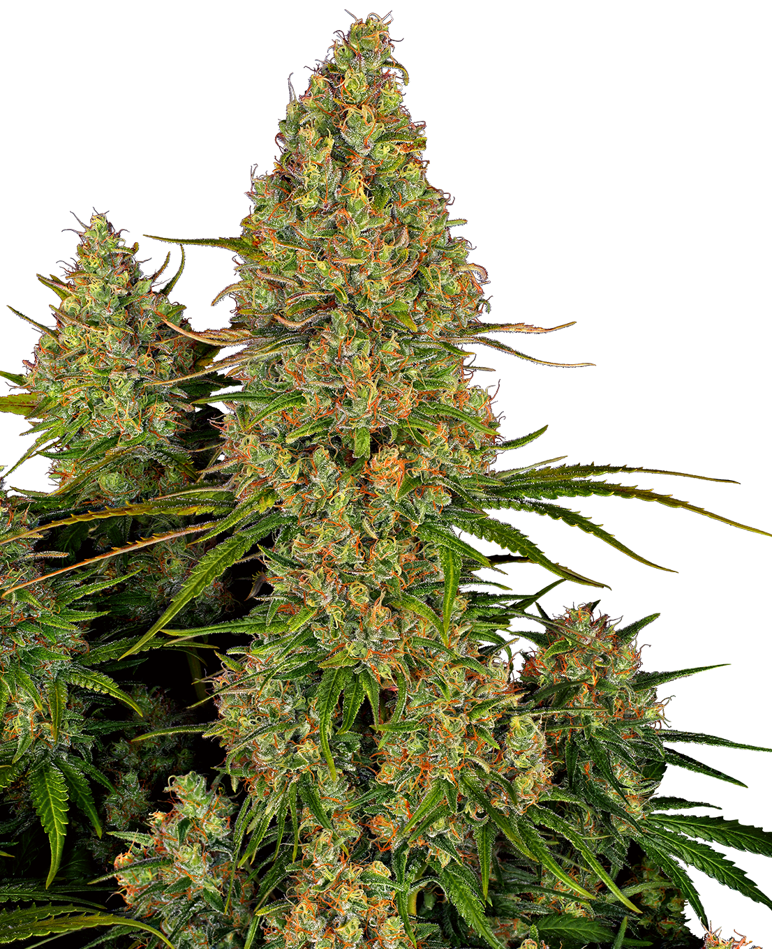 Sensi Seeds Research: New strains added-Sensi Seeds