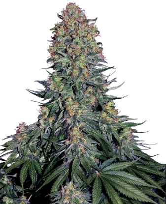 Blue Skunk
