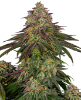 Picture of Sweet Cherry Kush Feminized Seeds