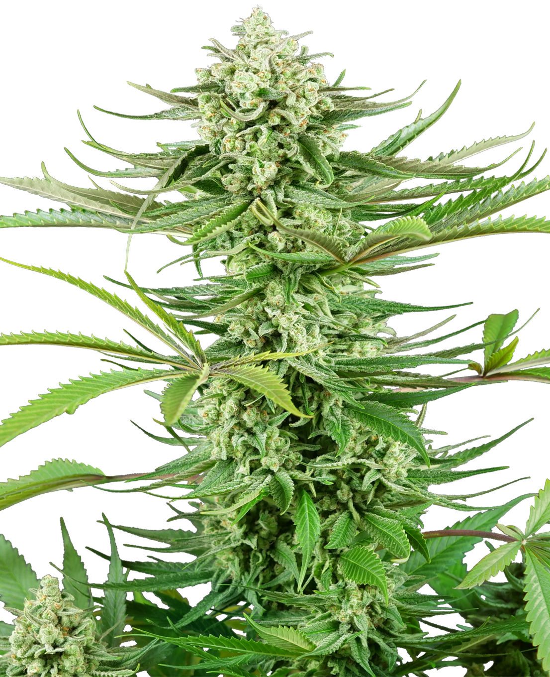 Sensi Seeds Research: New strains added-Sensi Seeds