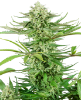 Picture of Cashew Kush Feminized Seeds