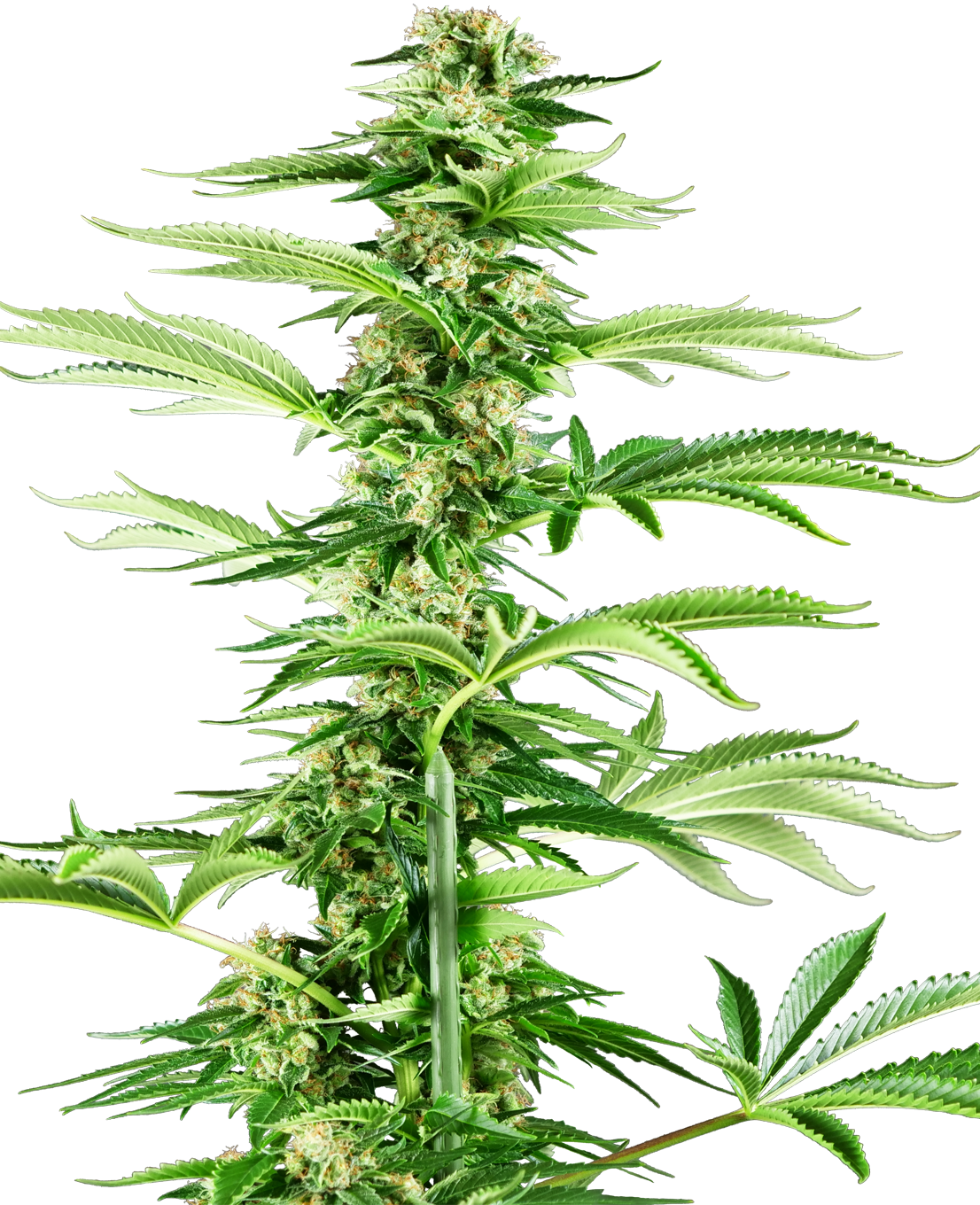 Sensi Seeds Research: New strains added-Sensi Seeds