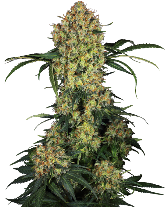 Picture of Aloha OG Feminized Seeds