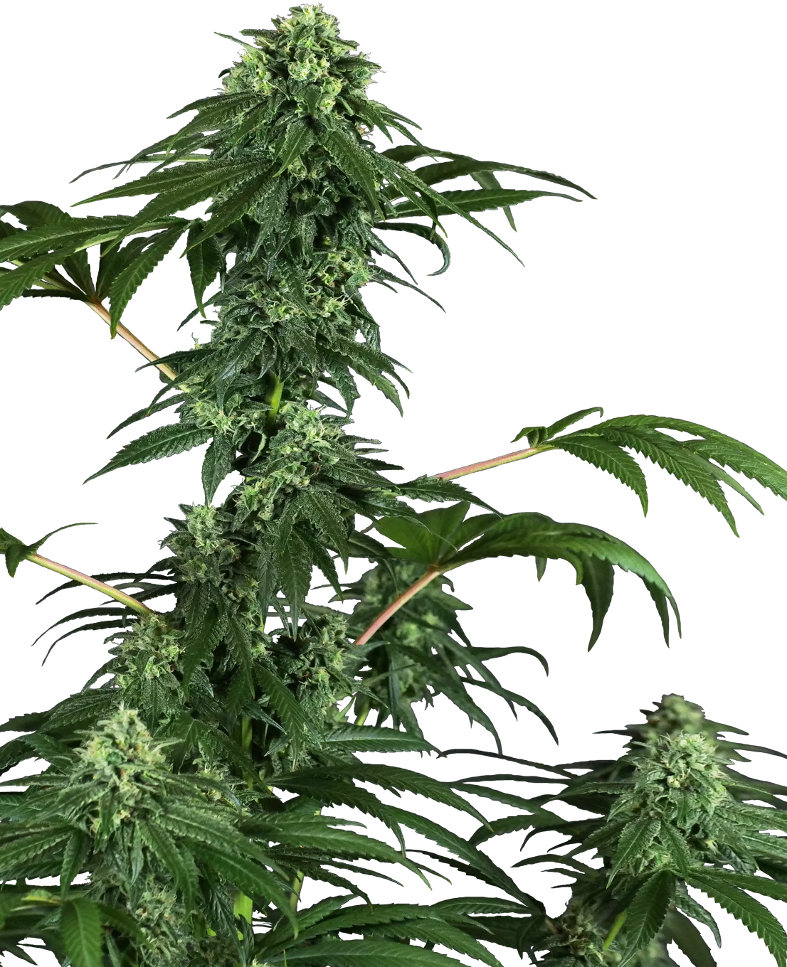 趣味・スポーツ・実用 Sensi Seed Bank Catalogue Old seed bank catalogues - Overgrow.com