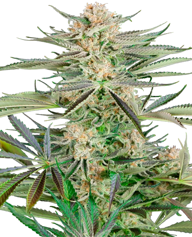 Screwdriver OG