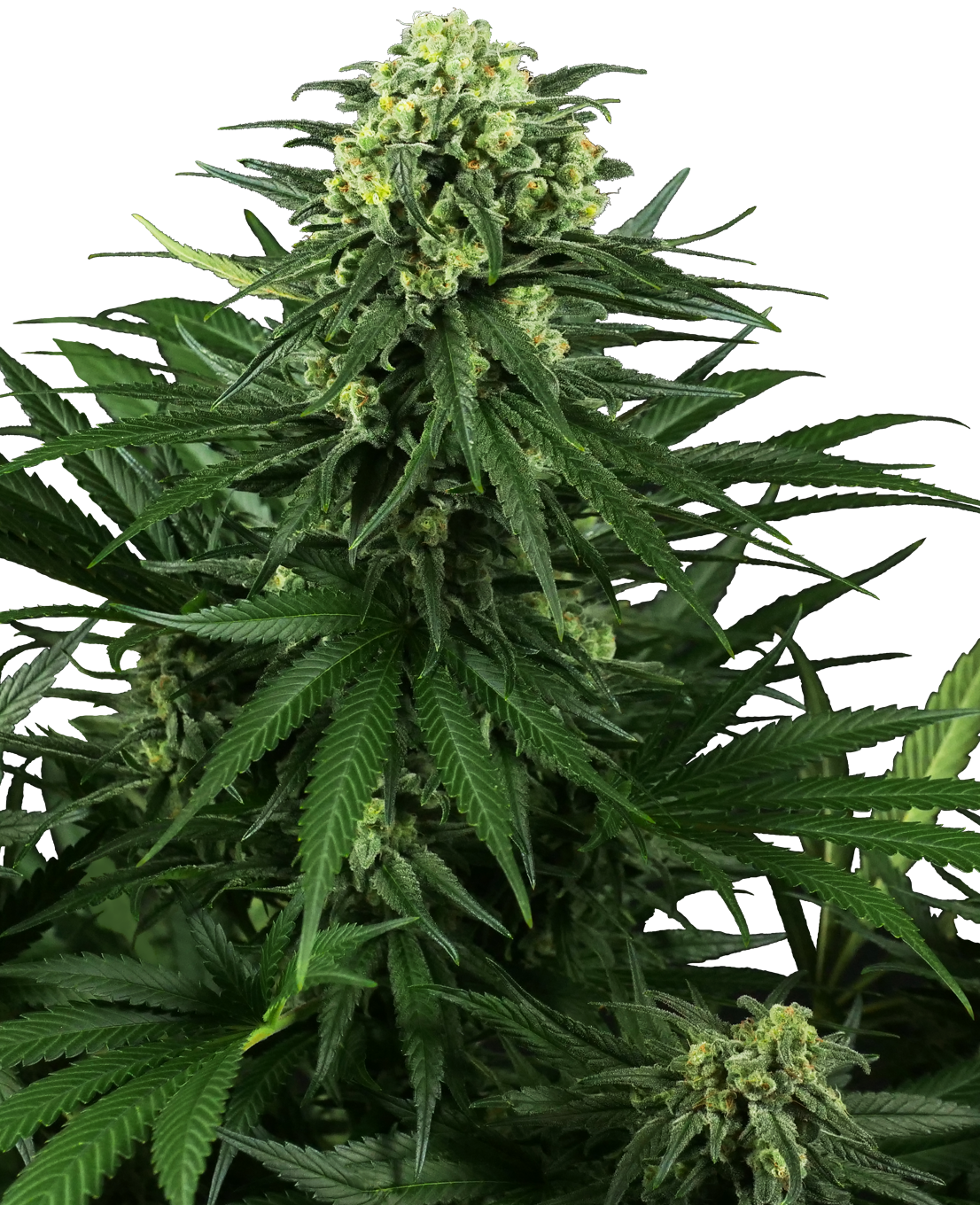 Sensi Seeds Research: New strains added-Sensi Seeds