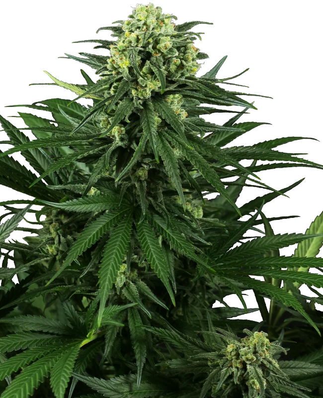 Picture of Honey Melon Kush Feminized Seeds