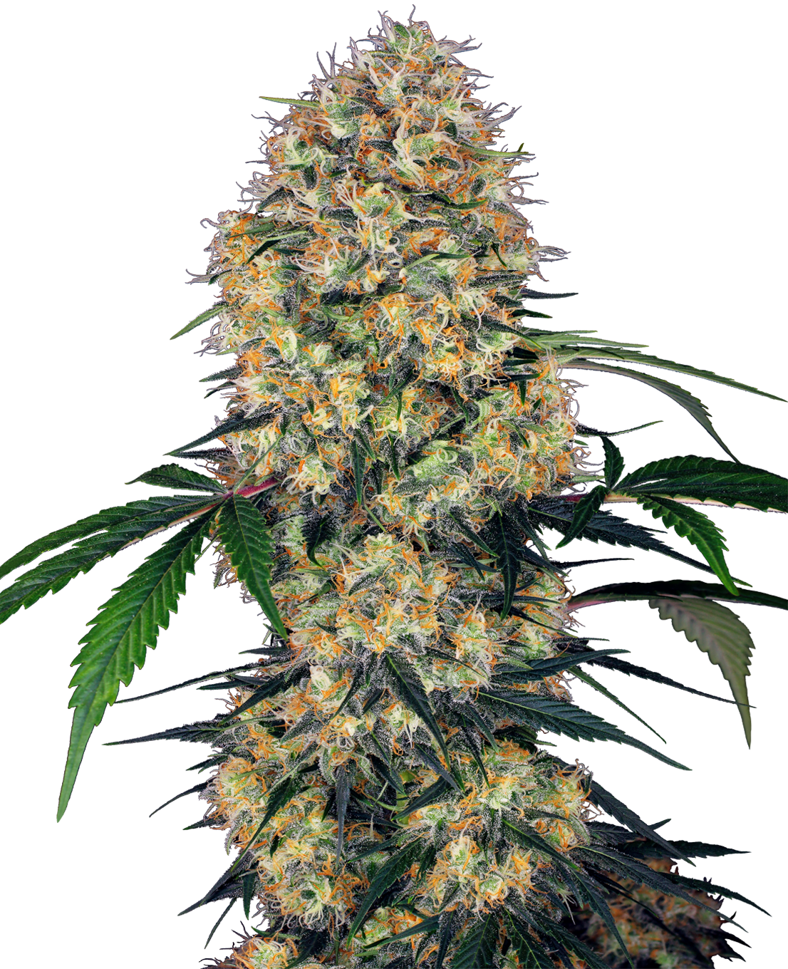 Sensi Amnesia XXL Automatic Seeds - Sensi Seeds