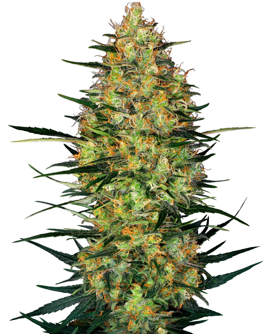 趣味・スポーツ・実用 Sensi Seed Bank Catalogue Sensi Seeds - #1 Cannabis Seed Bank Since 1985-Sensi Seeds