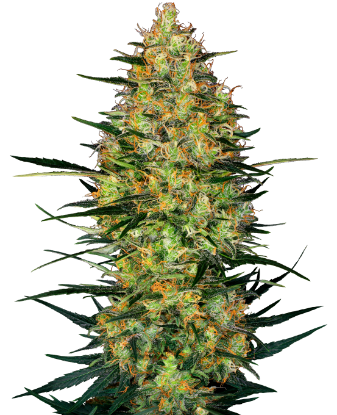 Imagen de Semillas de Caramellow Kush Autoflorecientes