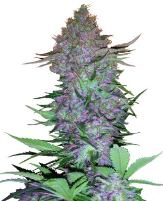 Purple Skunk