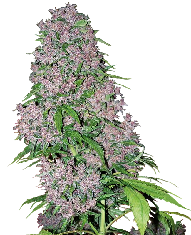 Purple Bud