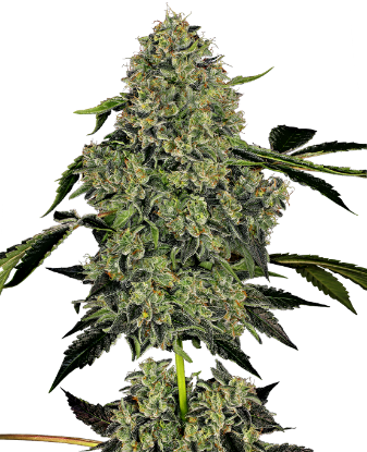 Picture of OG Kush Automatic Seeds by White Label