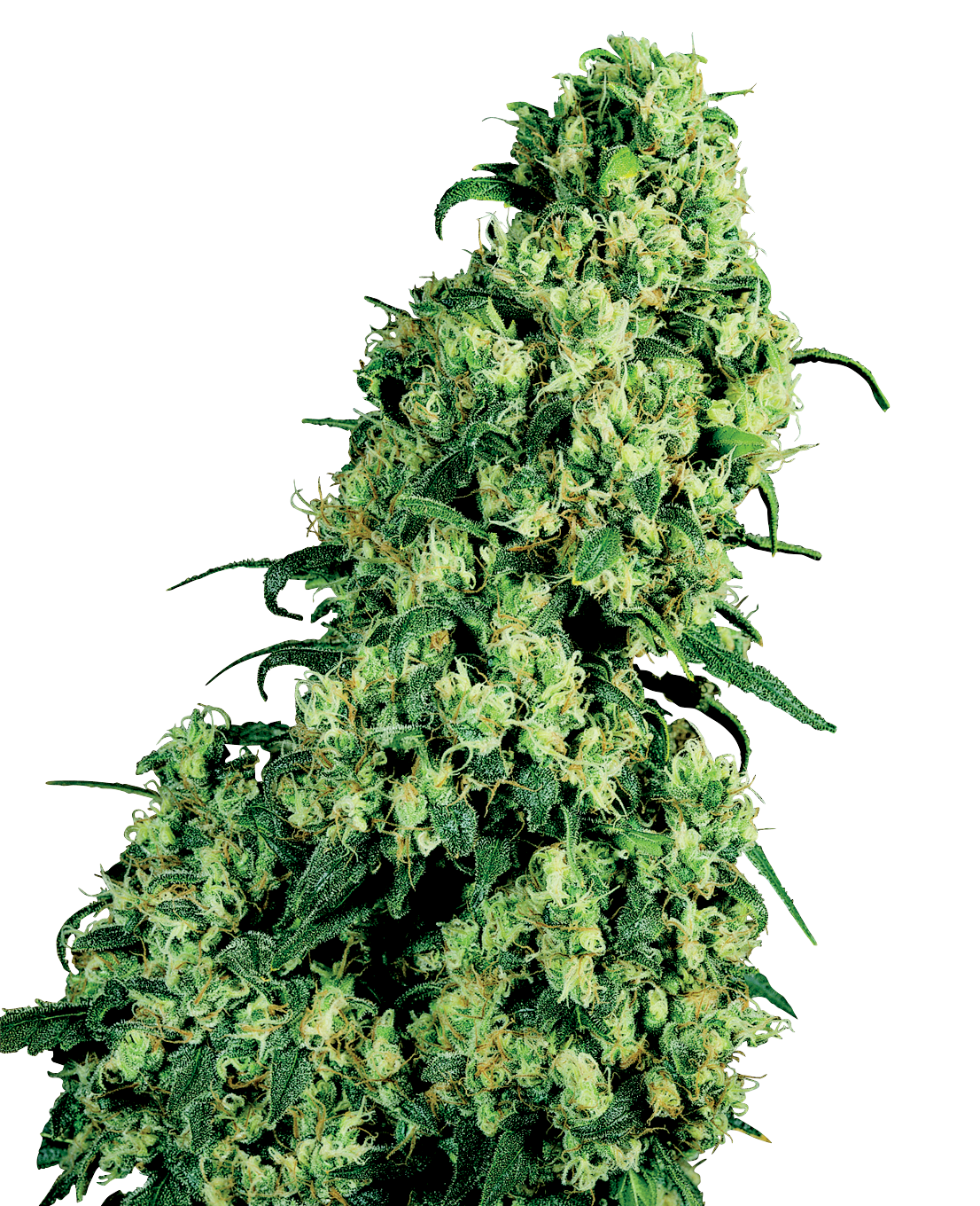 Skunk #1 Feminized Seeds by White Label-Sensi Seeds