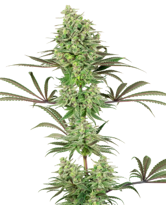 Picture of Double Banana Kush Feminized Seeds by White Label