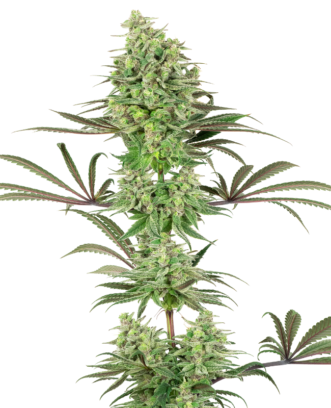 Double Banana Kush Feminisierte Hanfsamen White Label Sensi Seeds 1786