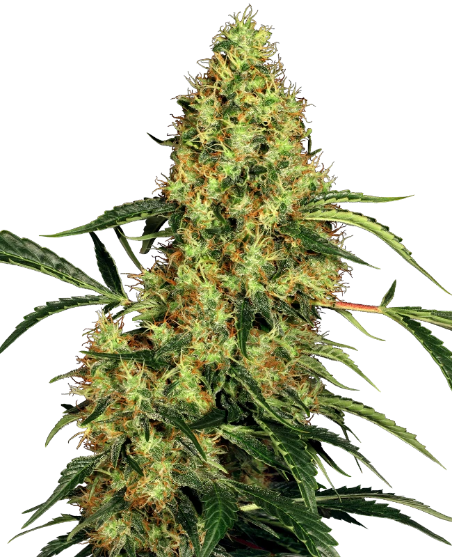 Mexican Sativa Feminisierte Hanfsamen