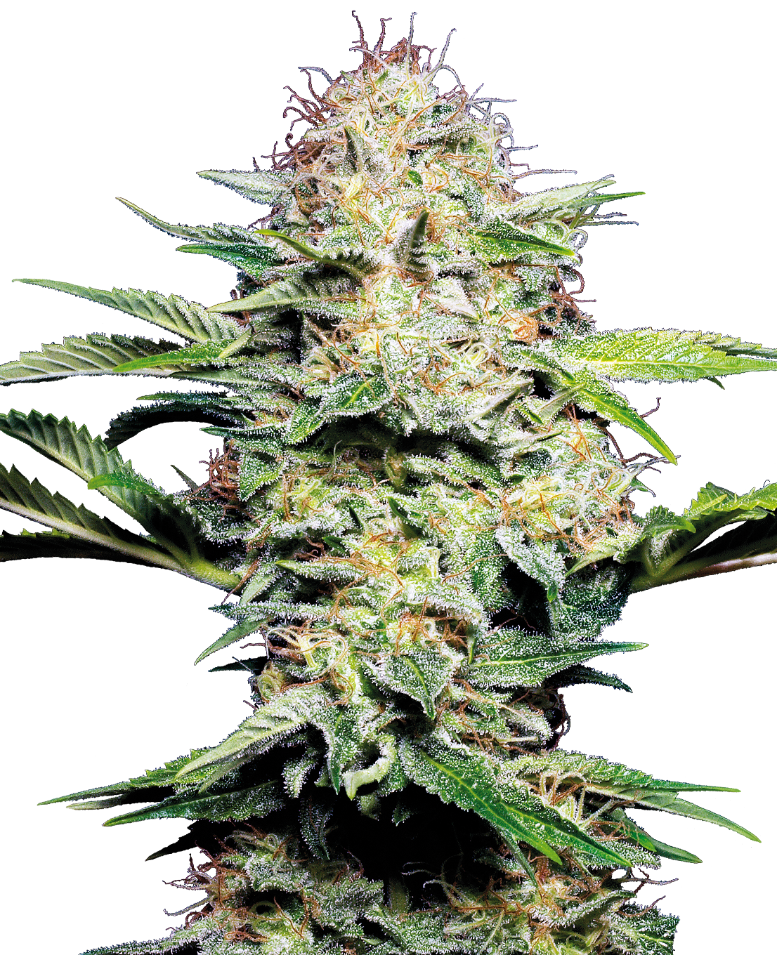 Sensi Seeds Cannabis Seeds-Sensi Seeds