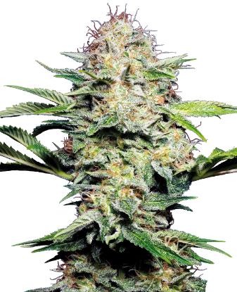 Picture of Sensi Skunk Automatic Seeds