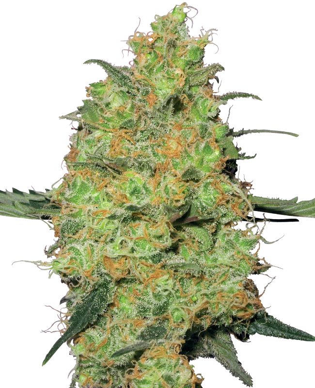 Master Kush