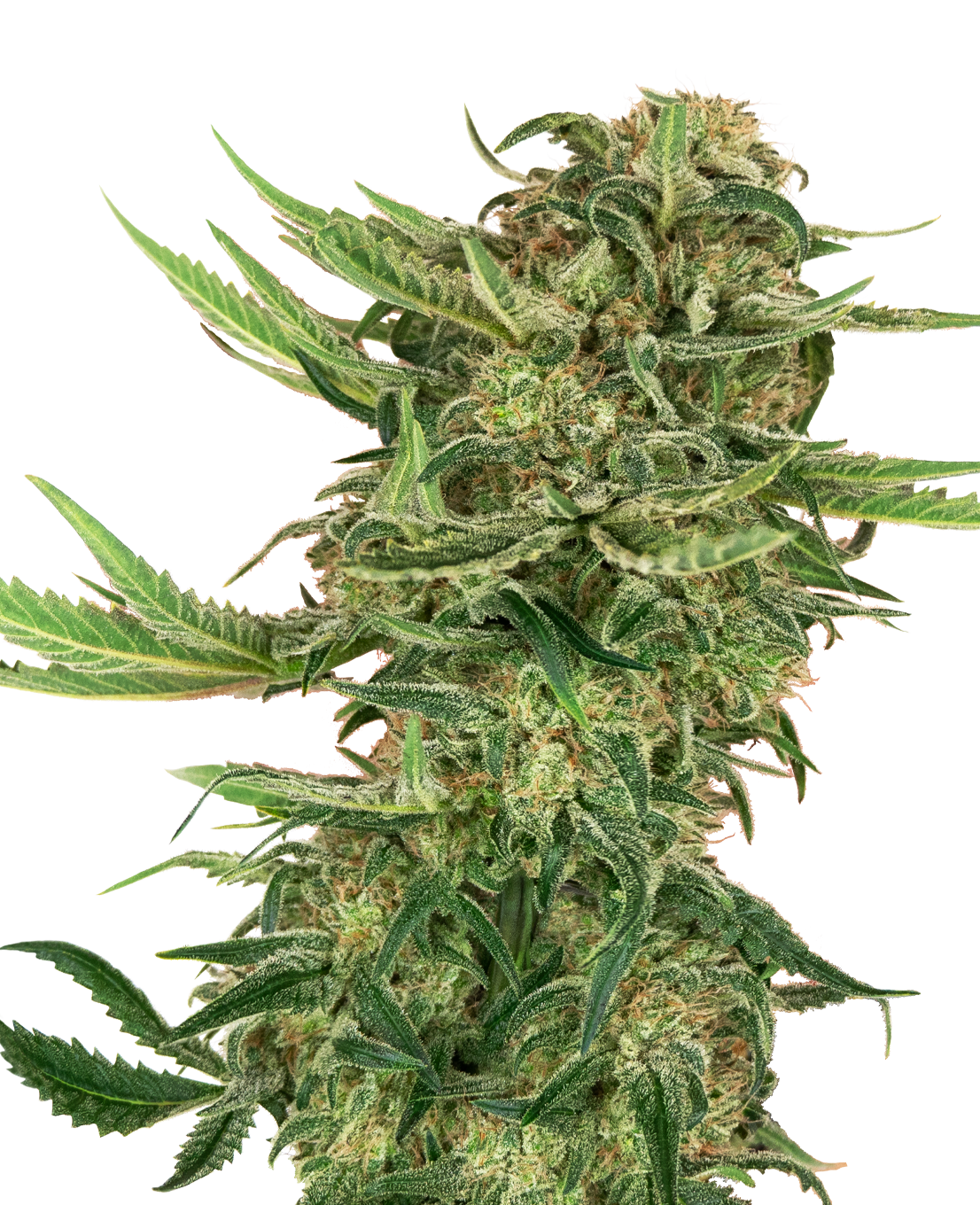 N13 Kush Feminized Seeds - Sensi Seeds