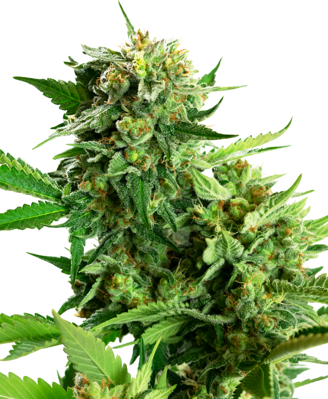 Picture of Blackberry Cake Feminized Seeds