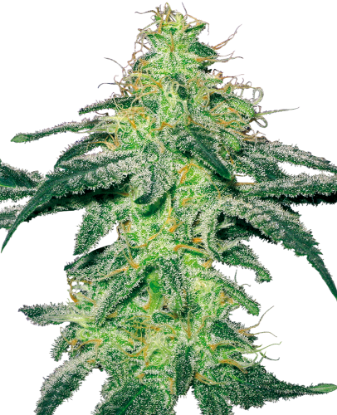 Picture of White Skunk Regular Seeds by White Label