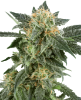 Picture of Snow Ryder Automatic Seeds by White Label